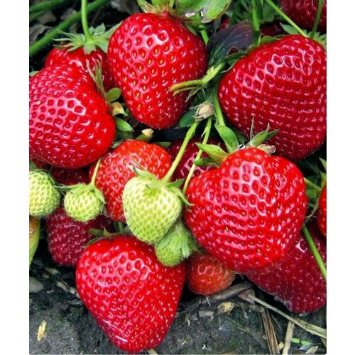 ���������� ��������� ����� �������, 3 �����