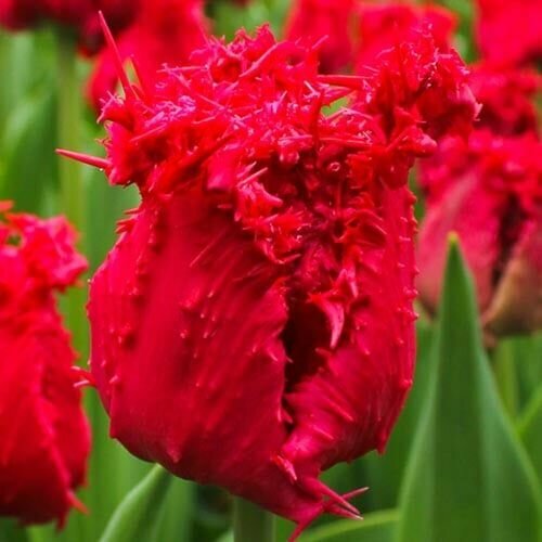 ���������� ������� ����������� �������� (5 ����) / ���������� �����