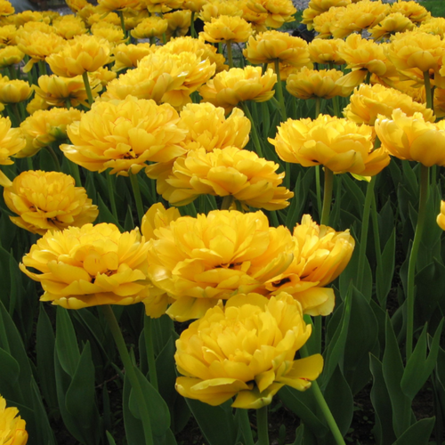 ���������� ������� ���� ��������� (5 ��)