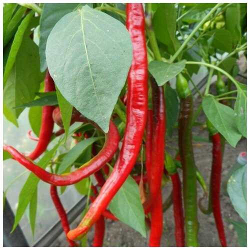 ���������� ������ ������ ����� ������ ��������� ������� ��� 5 ��.