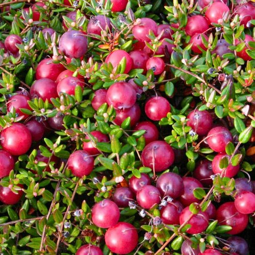 ���������� ������ ������������� ��� ��� (1 ������� � ������ 15-20 ��)