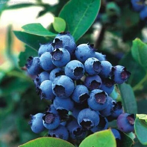 ���������� �������� ��� ���� (������������) 2-� �����, � ������ 30-40 ��