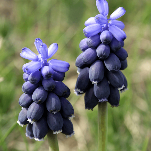 ���������� ������� NEGLECTUM (10 �������)