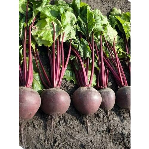 ���������� ������ ����� ����� F1