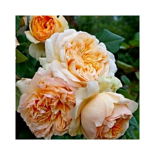 ���������� ���� ��������� ������� ����