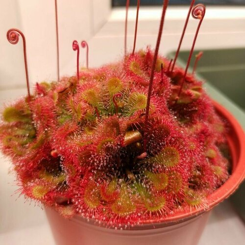 ���������� ������ ��������� �������, Drosera Tokaiensis 10+ ��, ������ ��������, ��������� ���