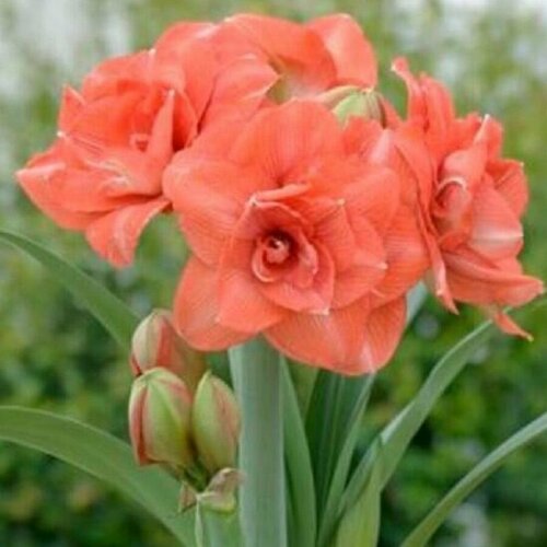 ���������� ����������� ������, Hippeastrum Benito, ������