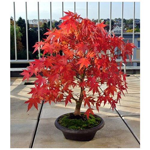 ���������� �������� ����, ������ ������