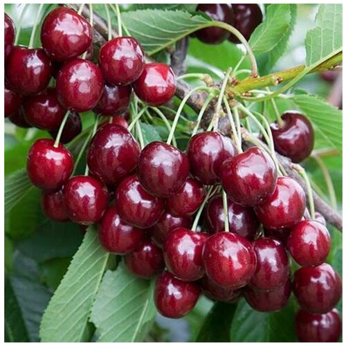 ���������� ������ ������ ������� �������� ������ 10 ��.