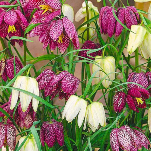 ���������� �������� ����������� MELAGRIS MIX ( 10 �� )