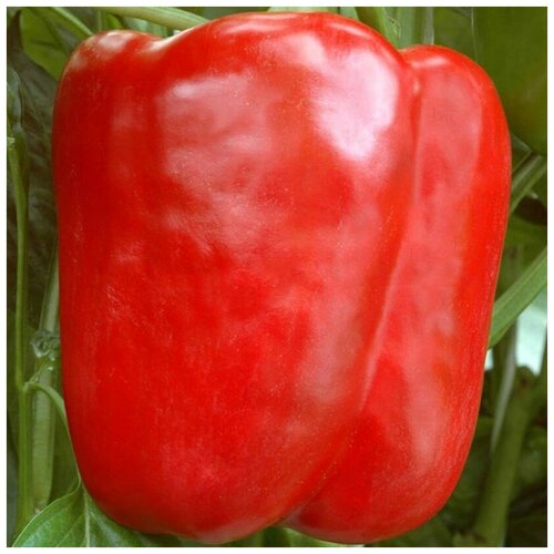 ���������� ������ ������ ����� ������� ������ 10 ��.