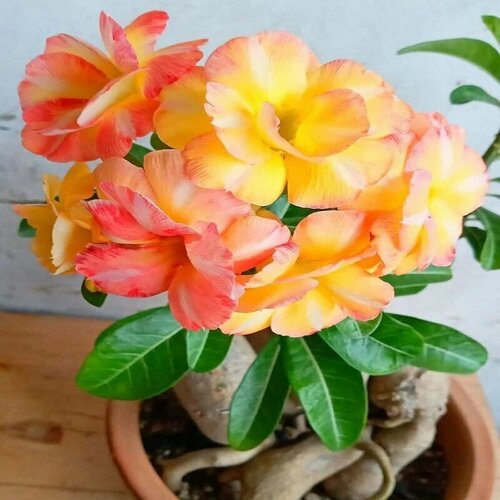 ���������� ������� ������ ��������, ������