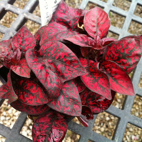 ���������� ��������� ����� ������ �������, ��������� ����������� � ����� ��������� �������� ��� ��������� ������ ����������� � ��������� ��� ����, 10 �� �����