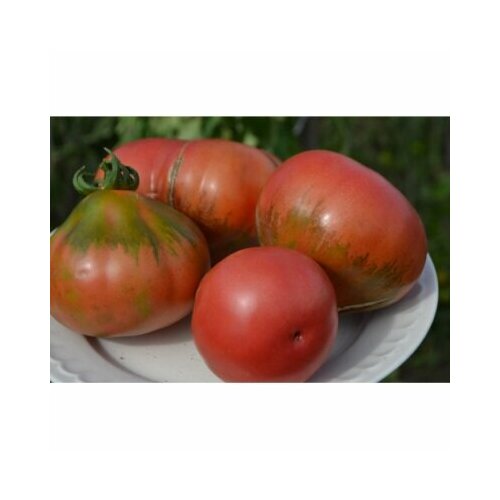 ���������� ������ ����� �������� ���� ����� ������ (�����)