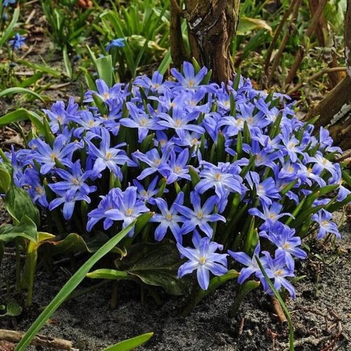 ���������� �������� ���������� LUCILIAE ( 10 �� )