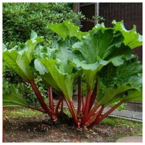 ���������� ������ ������ ������ �������� 20 ��.