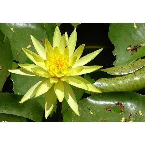 ���������� �������� (������) ��������� (Nymphaea Mexicana) ������
