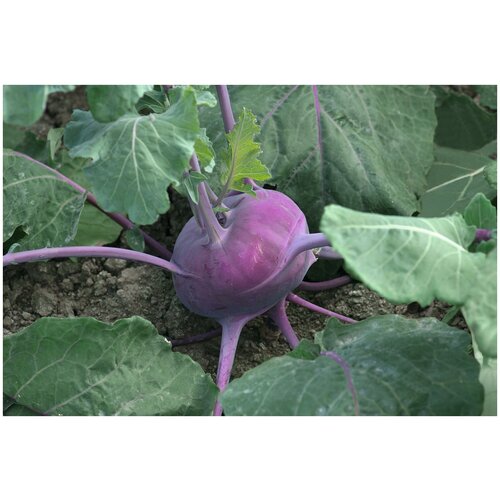 ���������� ������. ������� �������� 