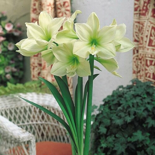 ���������� ����������� ����� ����, Hippeastrum Lemon Lime, ������