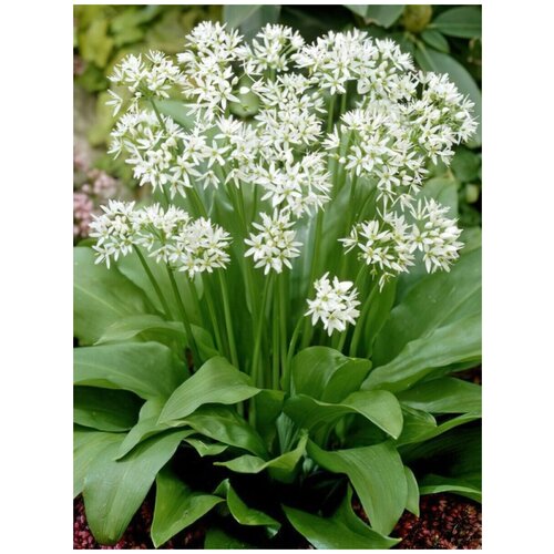���������� ������ ������� (Allium ursinum), 30 ����