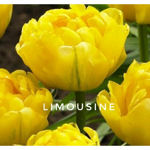 ���������� �������� ����������� , �������� ���� LIMOUSINE ������ (8 ���� ������)