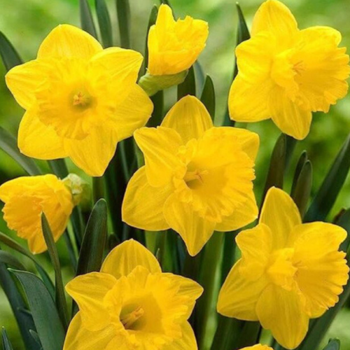 ���������� �������� �������� CALIFORNIA ( 3 �� )