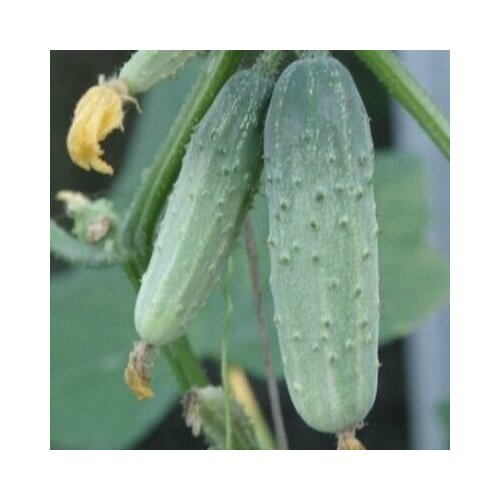 ���������� ������������� ������ ������ F1 ������������� ��������