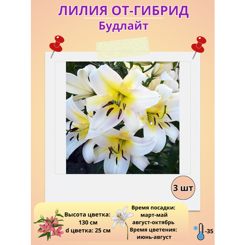 ���������� �������� ����� ��-������ �������, ����������� �����