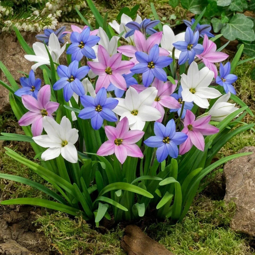 ���������� �������� ������ , bulbs servise, ������ ����� ������� ( 10 ���� )