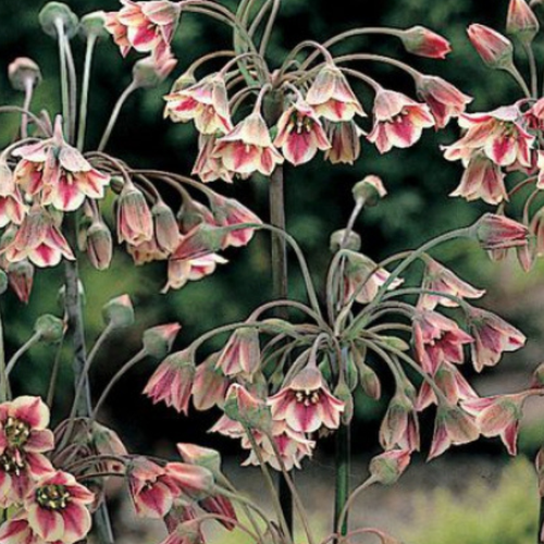 ���������� �������� ������ NECTAROSCORDUM SICULUM ( 5 ��)