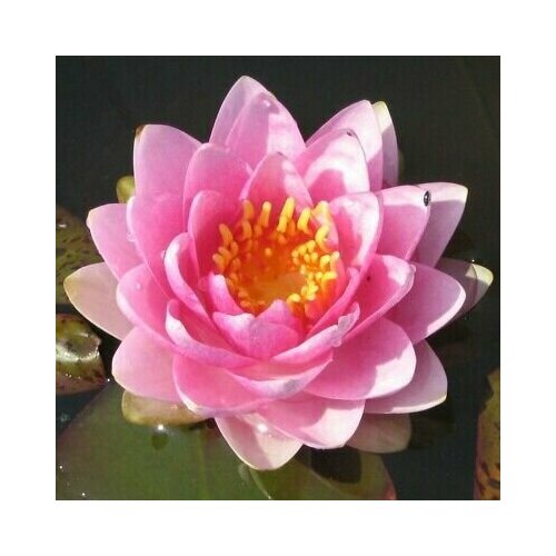 ���������� �������� (������) ����� ������� ������ (Nymphaea Mdm Wilfron Gonnere) �������