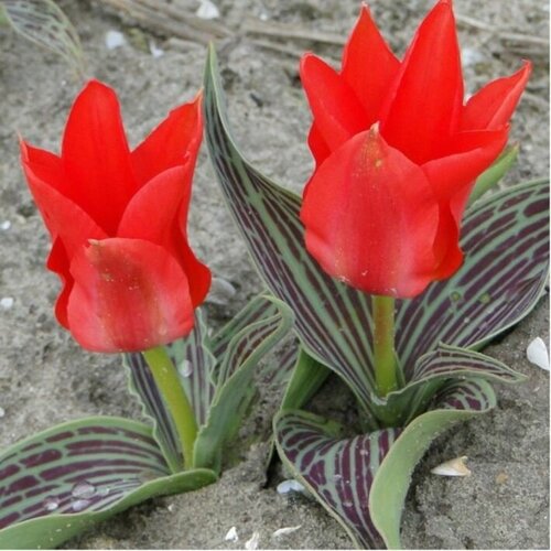 ���������� ������� ��� ����( 5 ��)