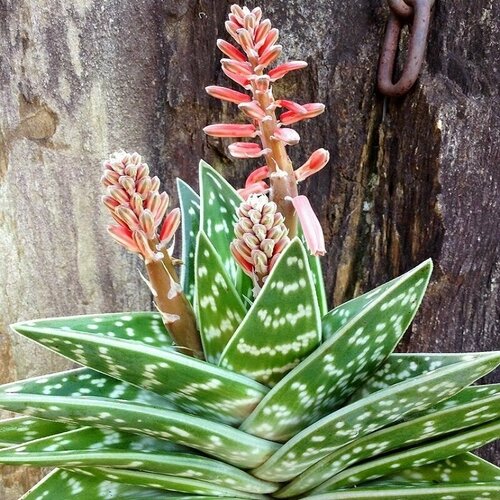 ���������� ���� �����������, ���� Variegata, �������������, ������