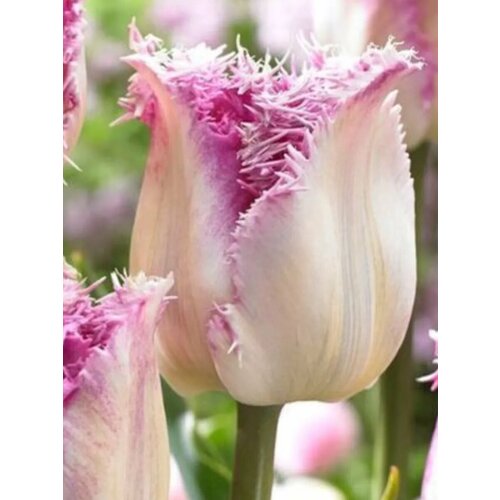 ���������� �������� ������� ������������ ������ - 10 ��.