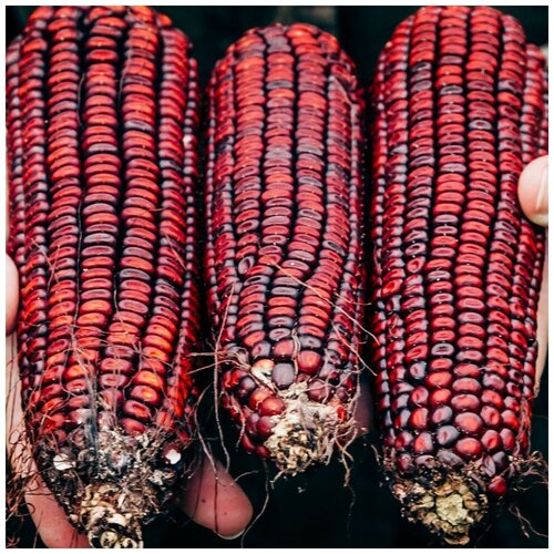 ���������� ������ ������ �������� ������� ����� 10 ��.