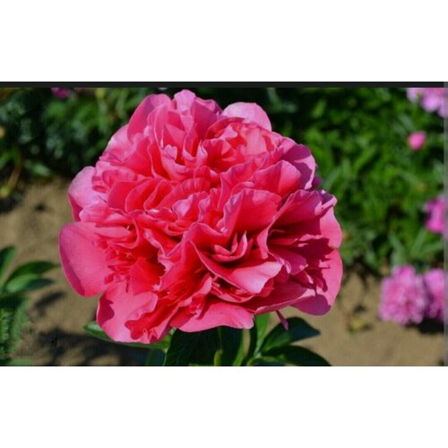 ���������� ���� ������� ��������� ���� (Glowing Raspberry Rose)
