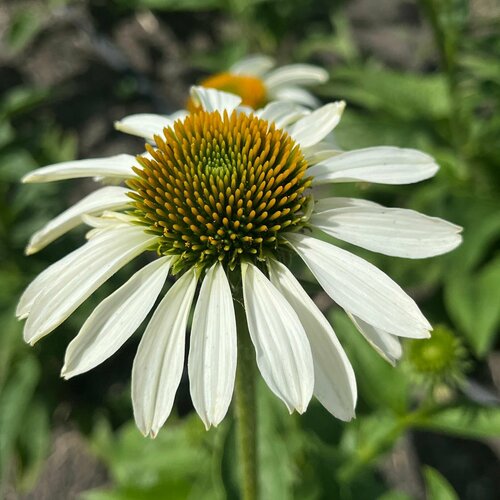 ���������� �������� ��������� �����, ������