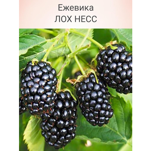 ���������� ������� ��������� ��� ����