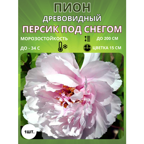 ���������� ���� ������ ��� ������ 1 ��.