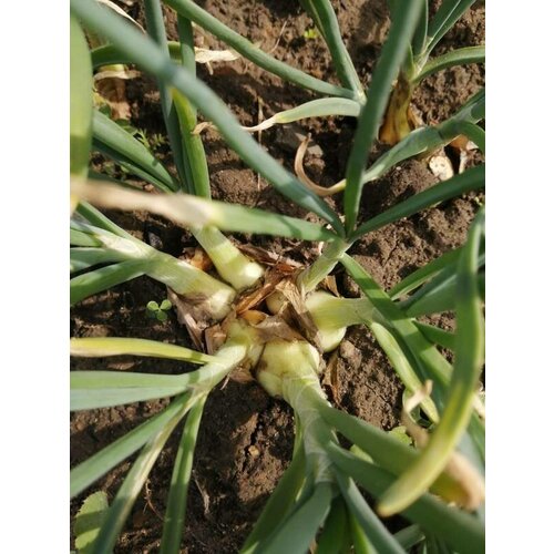 ���������� ��� �������� /��������������� 0,5��