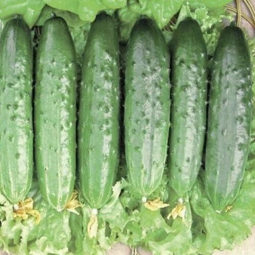 ���������� ������ ������ ���������� F1 10�� ������������������ ������ (����time)