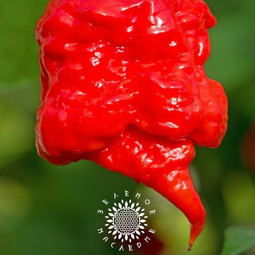 ���������� ������ ����� ������ �������� ����� - ����������� ���� (���. Carolina Reaper) 10 ��