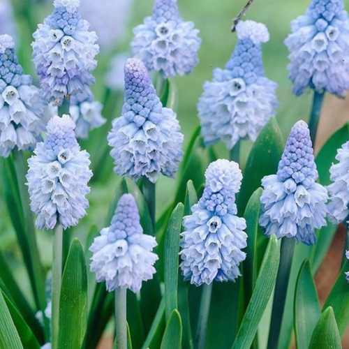 ���������� �������� ������� AZUREUM ( 10 �� )