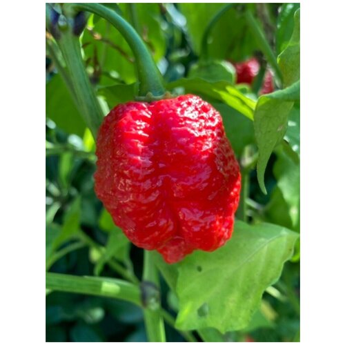 ���������� ������ ������ ����� Trinidad Moruga Scorpion red (������ �������� �������), 5 ����