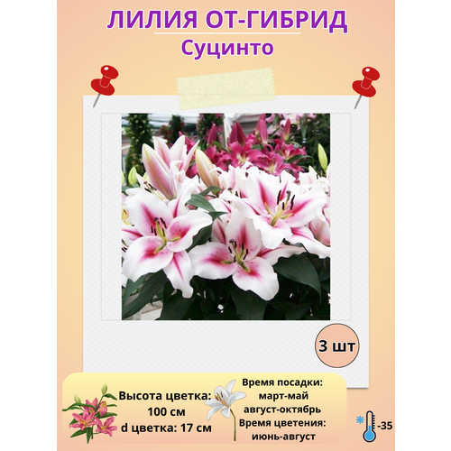 ���������� �������� ����� ��-������ �������, ����������� �����