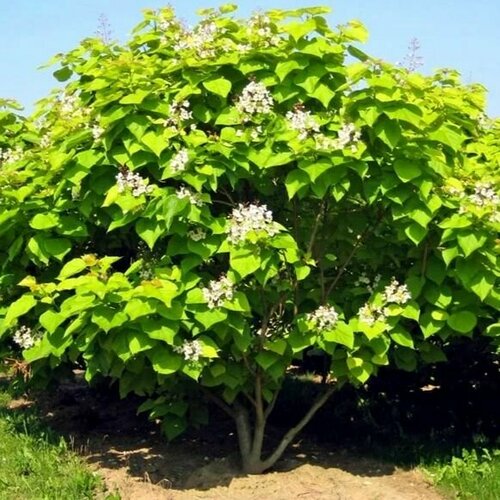 ���������� ������ �������� 