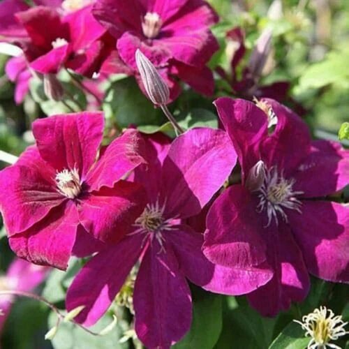 ���������� �������� ��� �������� (Clematis Rouge Cardinal) / 1 ��, �������� ����
