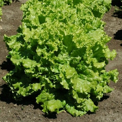 ���������� ����� ������, ������������ ���� ��� ������ ������ ������, ����������� � ���������� ������� ��������, 20 �����