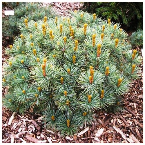 ���������� �������� ������� ��������, ������, 20 ��