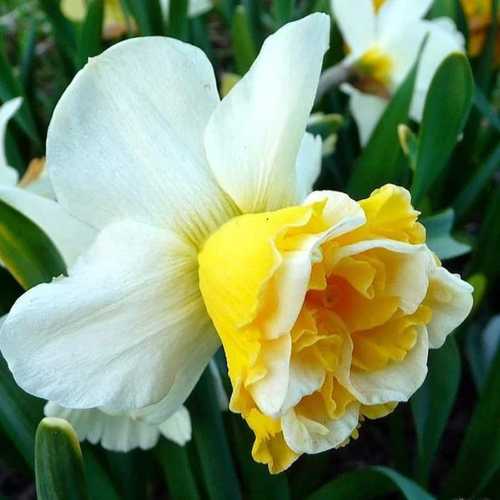 ���������� ������� WAVE (3 ��������)